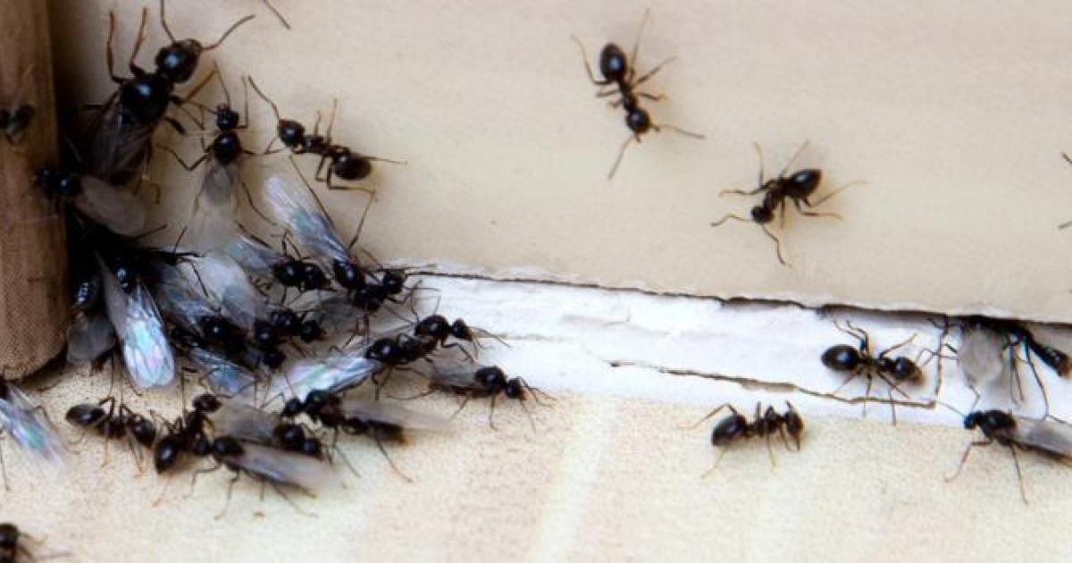 Invasion De Fourmi Dans La Maison Que Faire | Ventana Blog